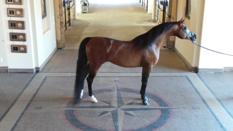 Equestrian flooring system