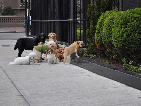 flooring system for dogs